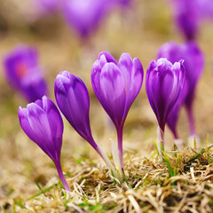 View of blooming spring flowers crocus growing in wildlife