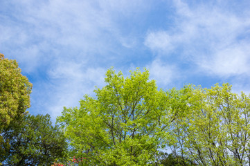 新緑　青空と雲の背景