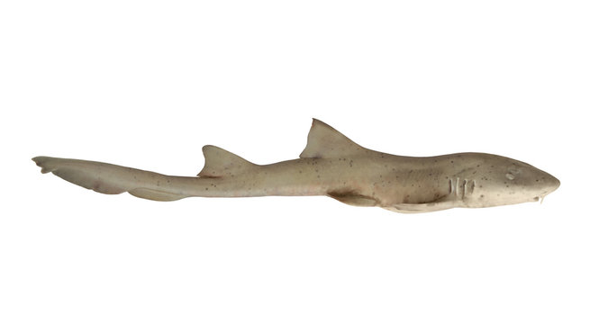 Shark fish isolated on white background
