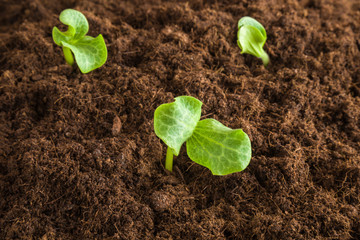 Pumpkin plant evolve in the ground. Early spring preparations for the garden season.