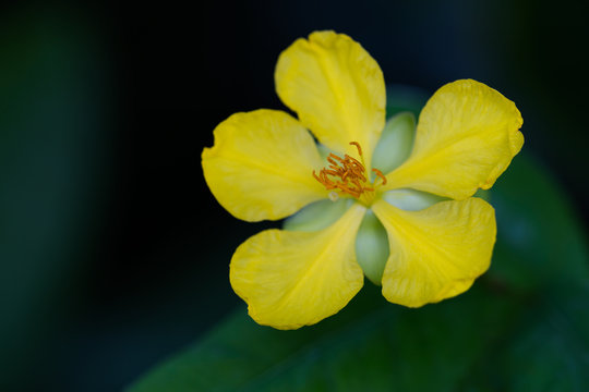 Beautiful yellow Mickey Mouse flower on dark background