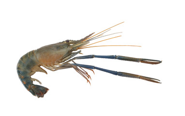 Shrimp isolated on white background