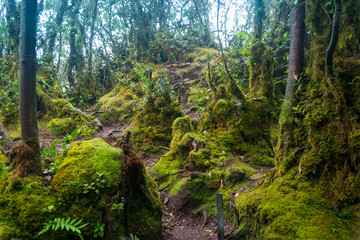 Mossy forest in Cameron Highlands, Malaysia