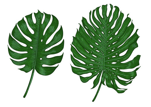 Monstera leaf illustration, drawing, engraving, ink, line art, vector
