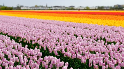 Selbstklebende Fototapeten Hellrosa Tulip field  © Cornelis