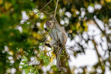 Lond Tailed Macaque climbing a vine