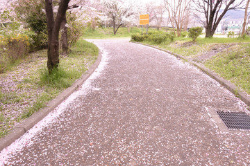 Fototapeta na wymiar 落ち桜