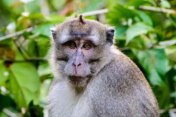 Head and shoulders of a long tailed macaque