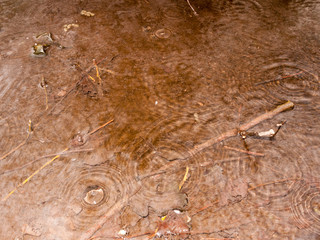 Rain Droplets and Ripples in A Puddle in the Forest with Twigs and Stones Below the Waterways
