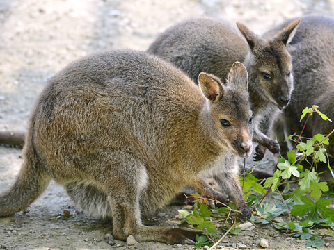Closeup wallabies of Bennet, or Red-necked wallabies (Macropus rufogriseus) eating leaves