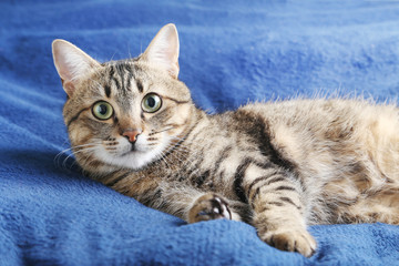 Beautiful cat lying on the blue plaid