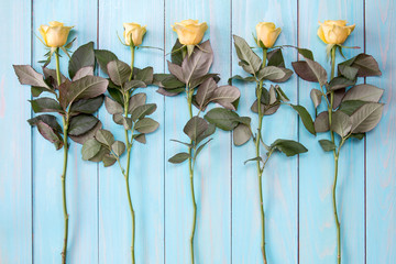 Blooming roses on blue wooden background