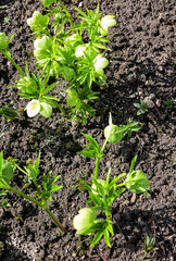 Die Grüne Nieswurz (Helleborus viridis) im Frühjahr