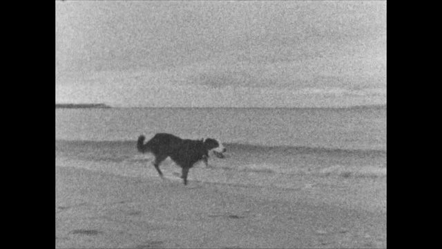 Super 8 footage of a dog running along a beach in slow motion