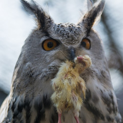 Portrait of Eagle owl with prey in its beak
