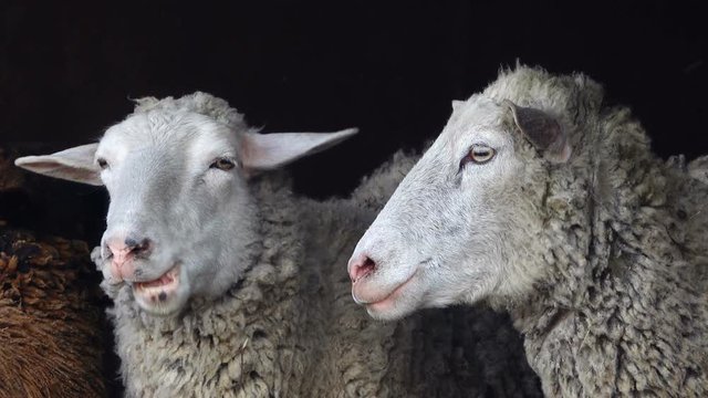 sheep portrait on a black background