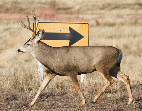 Mule Deer In Colorado