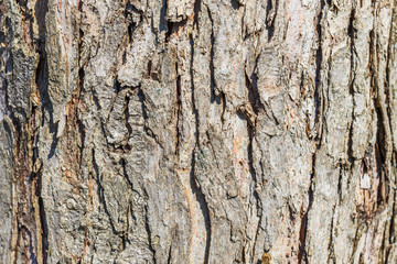 Naklejka premium Old wood texture background