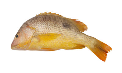 One-spot snapper fish, Lutjanus monostigma