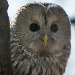 Portrait owl watching environs