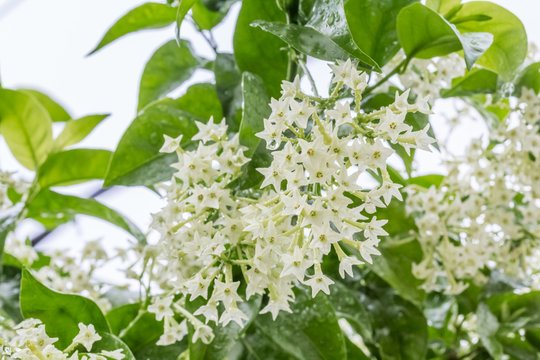 jasmin nuit