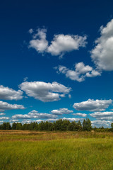 Meadow, trees against a blue sky with white clouds