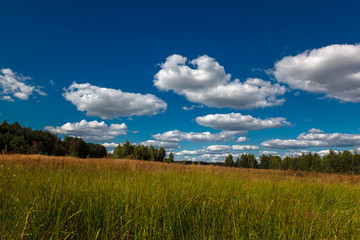 Fototapeta premium Meadow, trees against a blue sky with white clouds