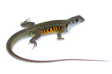 Naklejka premium Image of Butterfly Agama Lizard (Leiolepis Cuvier) on white background. Reptile Animal