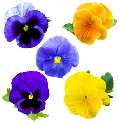 violet flower collection. Pansies on White background. flower Pansy