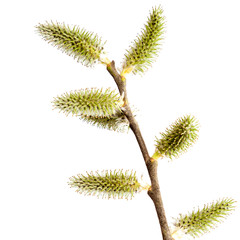 Willow branch with blossoming buds on white background.