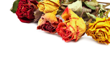 Dry flowers rose isolated on white background