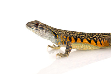 Image of Butterfly Agama Lizard (Leiolepis Cuvier) on white background. Reptile Animal
