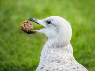 seagull, herring gull in profile catches a biscuit in his beak. His beak and mouth are open.