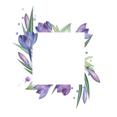 Crocus. Watercolor Floral frame. Watercolor illustration. Hand-drawing. Isolated on white