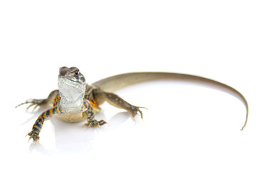 Image of Butterfly Agama Lizard (Leiolepis Cuvier) on white background. Reptile Animal