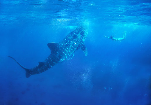 Woman snorkeling with while shark