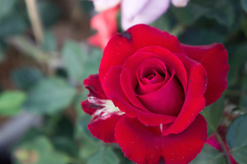 rose flowers in the garden ,beautiful flowers