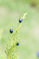 ladybugs in ourdoors , Insect on the tree
