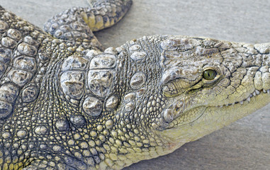 Fototapeta premium crocodile