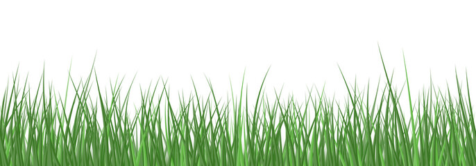 Vector realistic detailed green grass seamless border isolated on white background