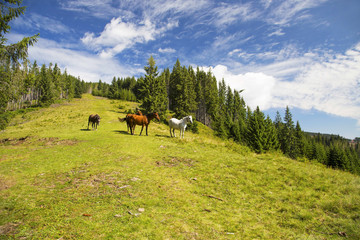 Beautiful wild horses grazing on the green hill,beautiful scene in nature with horses