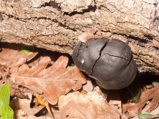 A Black Bit of Fungus on the Side of Tree Bark in the Forest