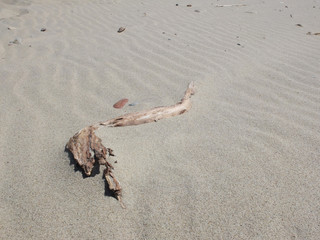 The dried log and pebbles on the undulated sand beach on Baltic Sea, Curonian Spit, Russia