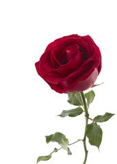 Naklejka premium beautiful red rose