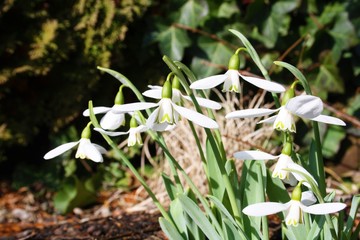 Schneeglöckchen