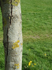 Splitted tree with Moss