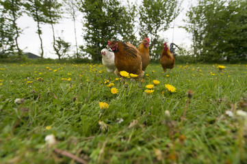 Chickens in grass