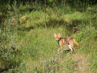 The young red fox in the summer forest in Curonian Spit, Russia.