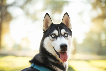 Portrait of Siberian Husky in winter