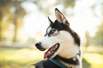 Portrait of Siberian Husky in winter